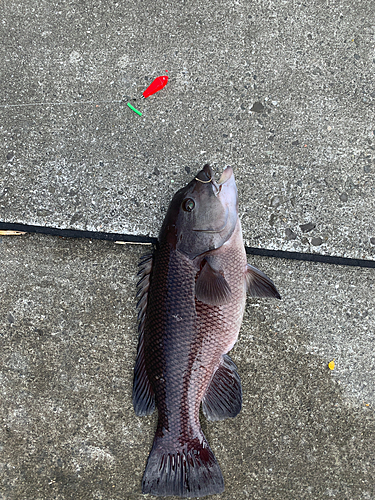 コブダイの釣果