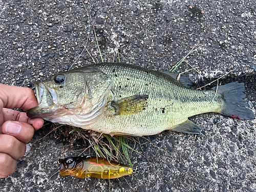 ラージマウスバスの釣果