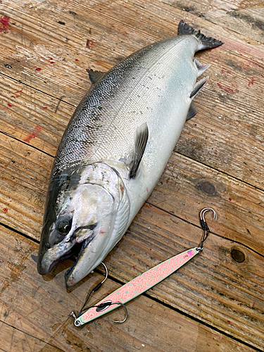 サクラマスの釣果