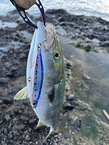 イナダの釣果