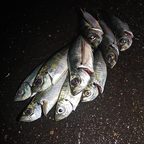 アジの釣果