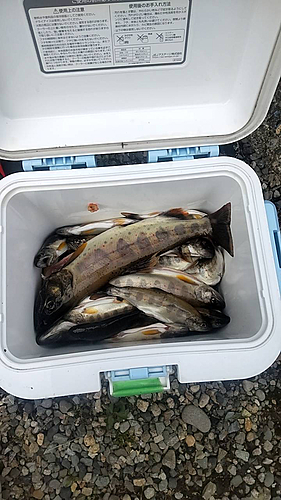 アマゴの釣果