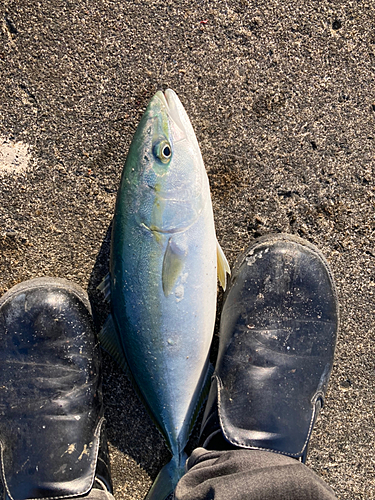 イナダの釣果