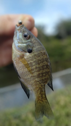 ブルーギルの釣果