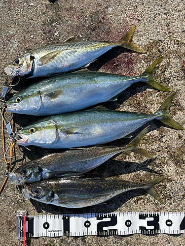 イナダの釣果