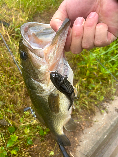 ブラックバスの釣果