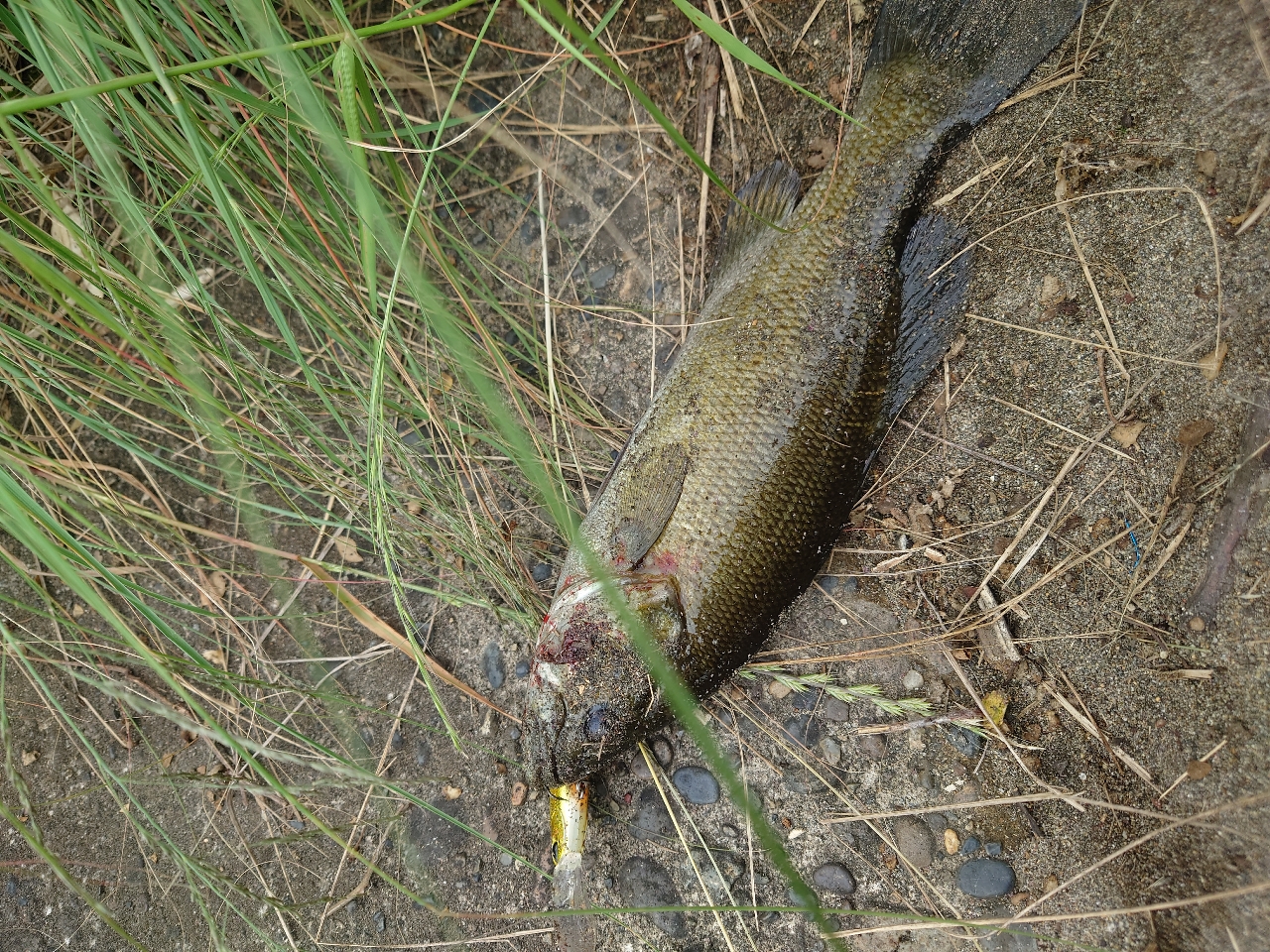 スモールマウスバス