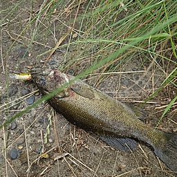 スモールマウスバス