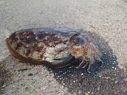 モンゴウイカの釣果