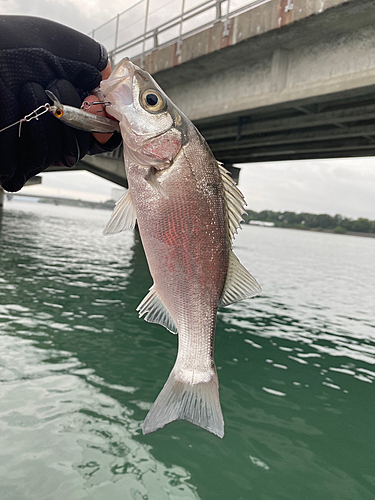 セイゴ（ヒラスズキ）の釣果