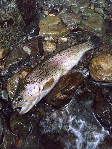 ニジマスの釣果