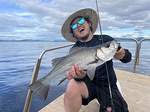 セイゴ（ヒラスズキ）の釣果