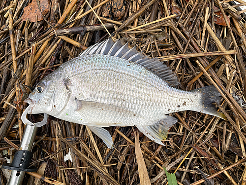 キビレの釣果