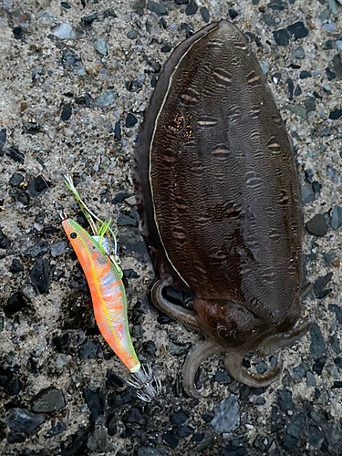 モンゴウイカの釣果