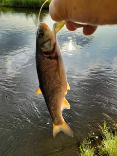 ウグイの釣果