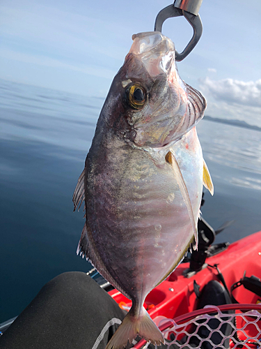 カイワリの釣果