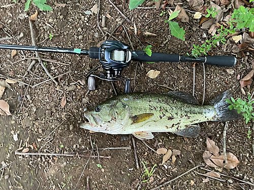 ブラックバスの釣果