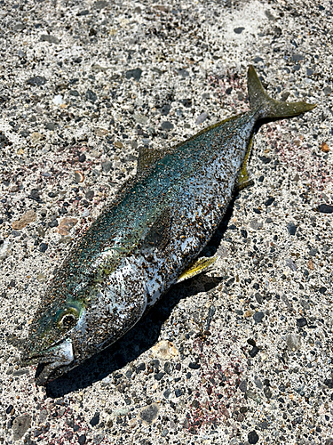 イナダの釣果