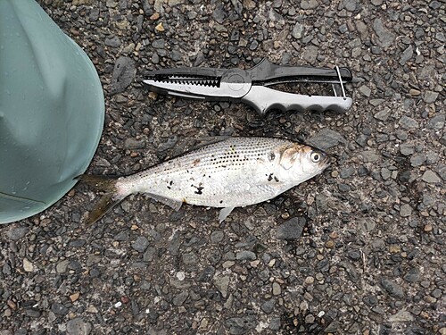 コノシロの釣果