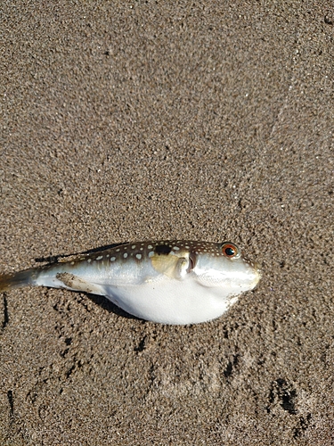 クサフグの釣果