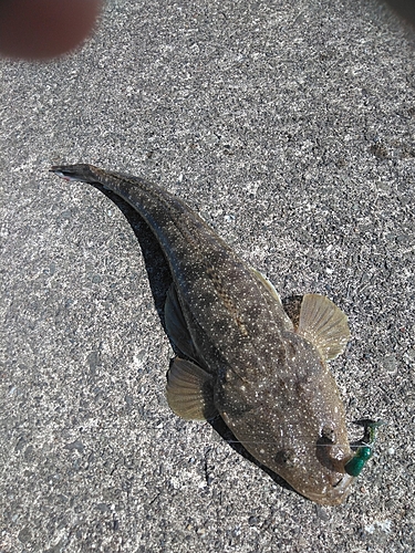 マゴチの釣果