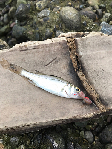 セイゴ（マルスズキ）の釣果