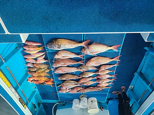 マダイの釣果