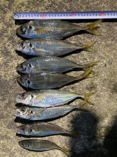 アジの釣果