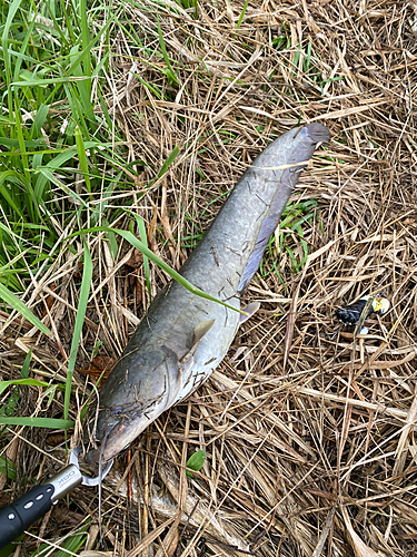 マナマズの釣果