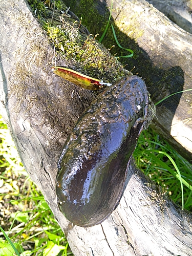 コバンヒメジの釣果