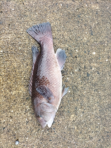 コブダイの釣果