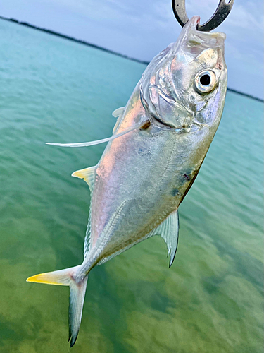 オニヒラアジの釣果