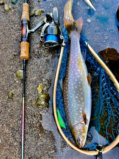 アメマスの釣果