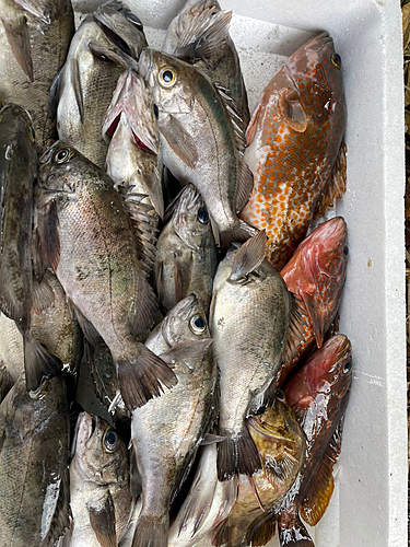 クロメバルの釣果