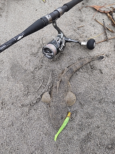 マゴチの釣果