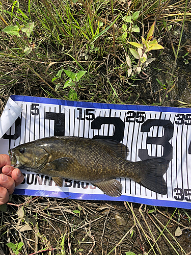 スモールマウスバスの釣果