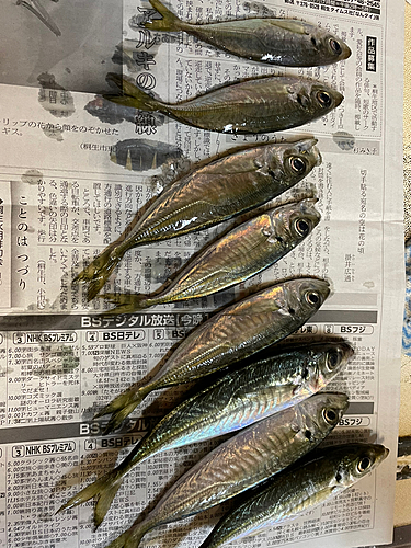 アジの釣果