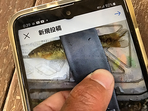 タカハヤの釣果