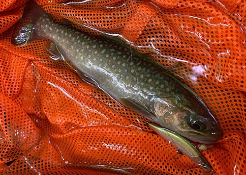 イワナの釣果