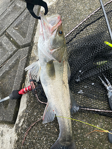 スズキの釣果