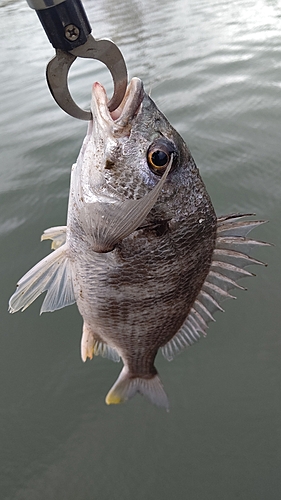 キビレの釣果