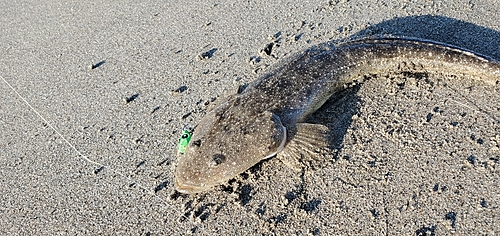 マゴチの釣果