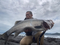 ヒラスズキの釣果