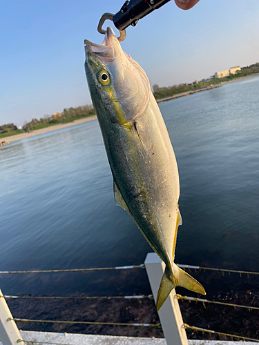 イナダの釣果