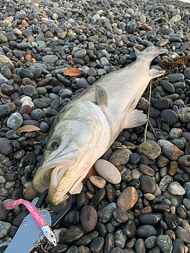 スズキの釣果