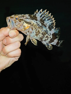 タケノコメバルの釣果