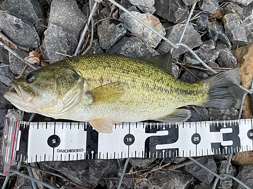 ブラックバスの釣果