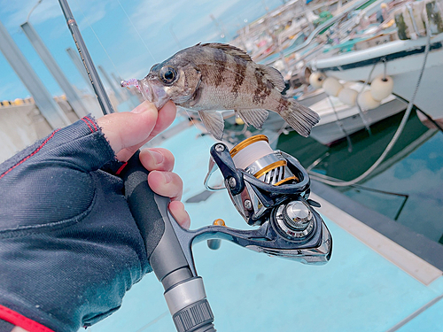 シロメバルの釣果