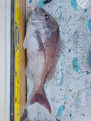 タイの釣果