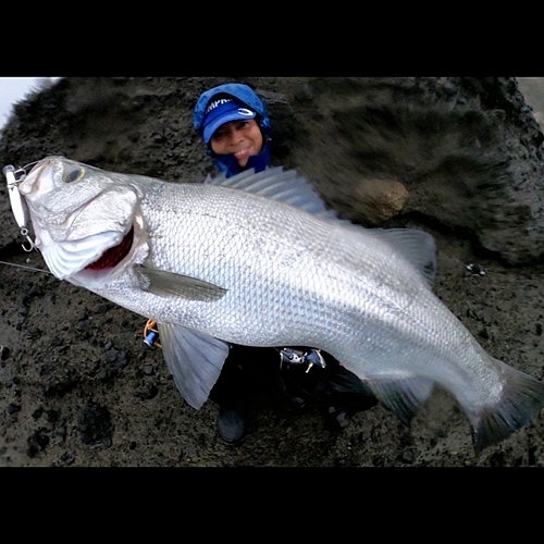 ヒラスズキの釣果